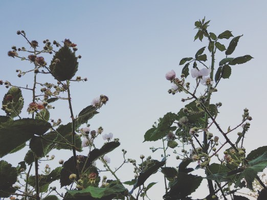 IMG_20180612_222457_747